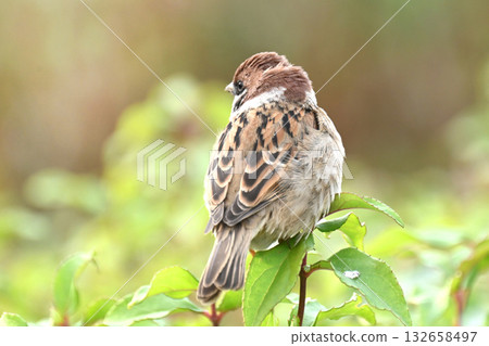 sparrow 132658497