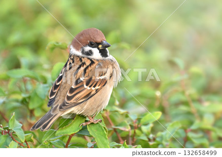 sparrow 132658499