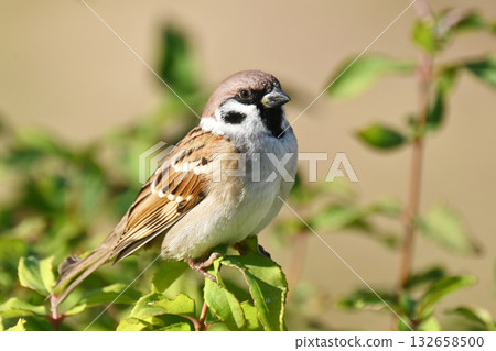 sparrow 132658500