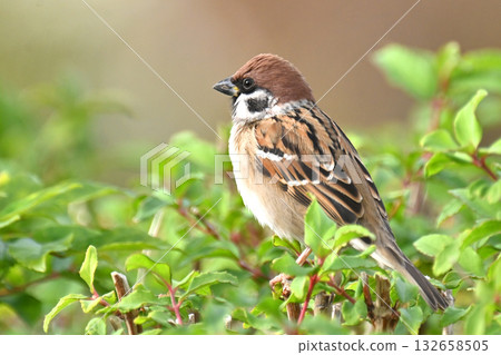 麻雀 麻雀 132658505