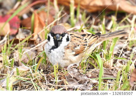 sparrow sparrow 132658507