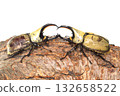 A battle between Grant's Stag Beetles on a tree with a white background A battle between Grant's Stag Beetles on a tree with a white background 132658522