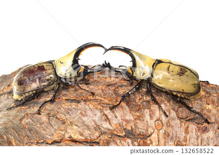 A battle between Grant's Stag Beetles on a tree with a white background 132658522