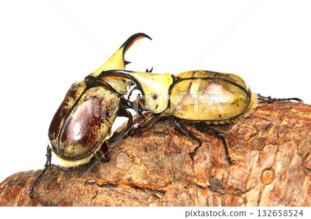 格蘭特鍬甲在一棵樹上進行戰鬥，背景為白色 132658524