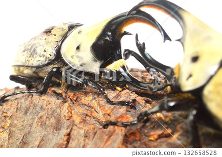 格蘭特鍬甲在一棵樹上進行戰鬥,背景為白色 格蘭特鍬甲在一棵樹上進行戰鬥,背景為白色 132658528