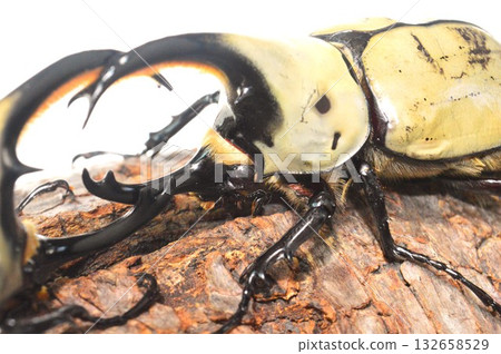 A battle between Grant's Stag Beetles on a tree with a white background 132658529