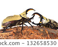 A battle between Grant's Stag Beetles on a tree with a white background A battle between Grant's Stag Beetles on a tree with a white background 132658530
