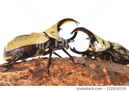 A battle between Grant's Stag Beetles on a tree with a white background 132658530
