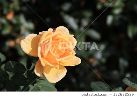 秋日玫瑰特寫 132658589