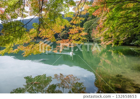 Autumn leaves and swans at Lake Inaga Autumn leaves and swans at Lake Inaga 132658653