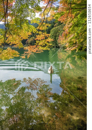 Autumn leaves and swans at Lake Inaga Autumn leaves and swans at Lake Inaga 132658654