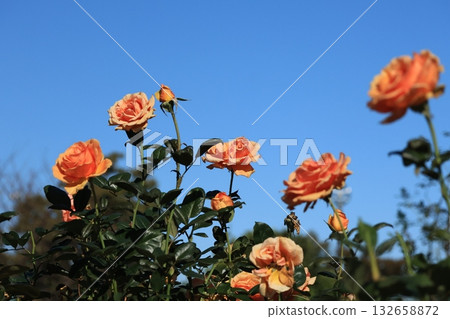 Rose flowers photographed against a blue sky 132658872