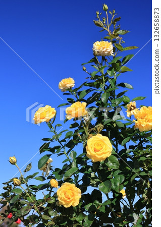 Rose flowers photographed against a blue sky 132658873