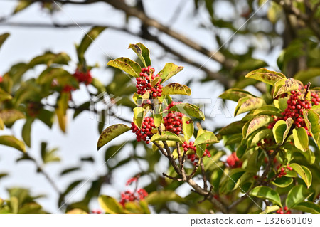 冬青圓形大廳（也用於幸運符） 132660109