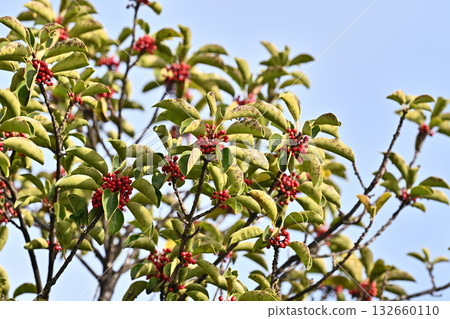 冬青圓形大廳（也用於幸運符） 132660110