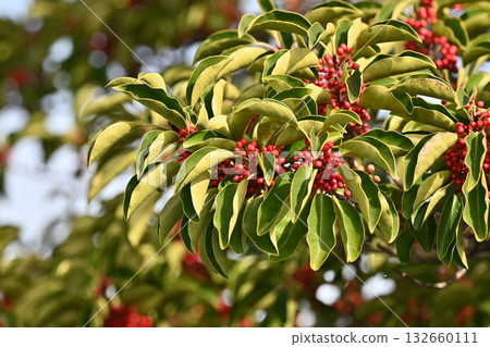 冬青圓形大廳（也用於幸運符） 132660111