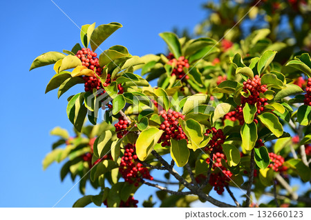 Ilex rotunda (also for lucky charms) Ilex rotunda (also for lucky charms) 132660123