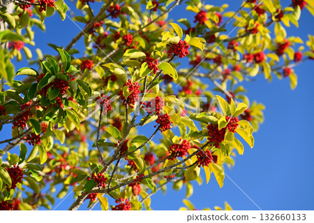 Ilex rotunda (also for lucky charms) Ilex rotunda (also for lucky charms) 132660133