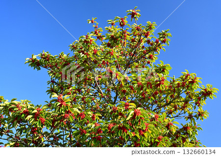Ilex rotunda (also for lucky charms) 132660134