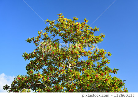 Ilex rotunda (also for lucky charms) Ilex rotunda (also for lucky charms) 132660135