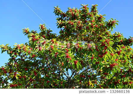 冬青圓形大廳（也用於幸運符） 132660136