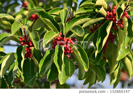 冬青圓形大廳（也用於幸運符） 132660147