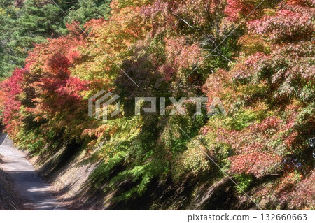 河口湖:楓葉走廊,秋葉已開始變色。 河口湖:楓葉走廊,秋葉已開始變色。 132660663