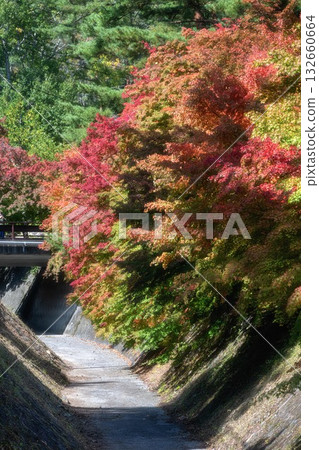 Lake Kawaguchi: Maple Corridor where autumn leaves have begun to change color Lake Kawaguchi: Maple Corridor where autumn leaves have begun to change color 132660664