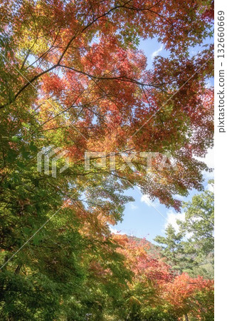 Lake Kawaguchi: Maple Corridor where autumn leaves have begun to change color Lake Kawaguchi: Maple Corridor where autumn leaves have begun to change color 132660669