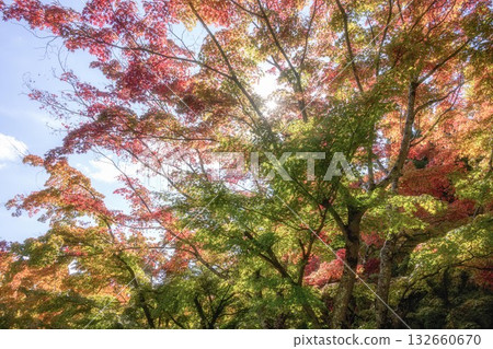 Lake Kawaguchi: Maple Corridor where autumn leaves have begun to change color 132660670