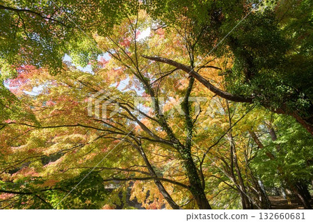 Lake Kawaguchi: Maple Corridor where autumn leaves have begun to change color 132660681