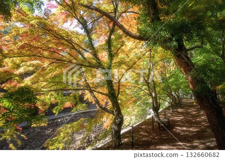 河口湖：楓葉走廊，秋葉已開始變色。 132660682