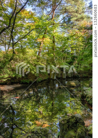 Lake Kawaguchi: Maple Corridor where autumn leaves have begun to change color 132660683