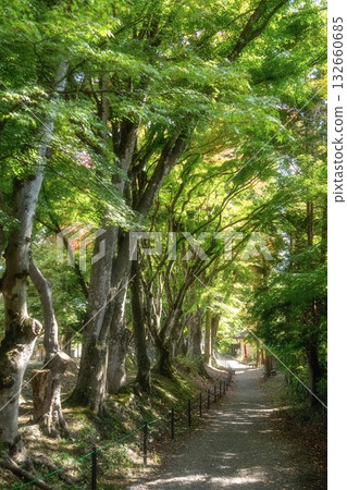 Lake Kawaguchi: Maple Corridor where autumn leaves have begun to change color 132660685