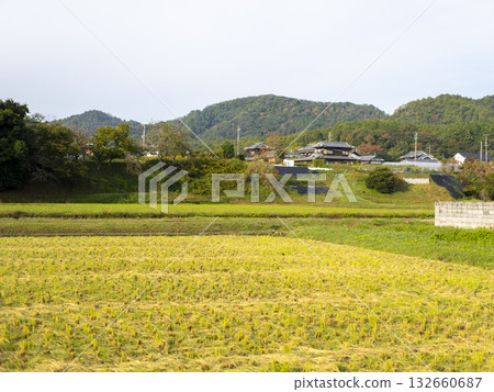A rural landscape with persimmons growing A rural landscape with persimmons growing 132660687