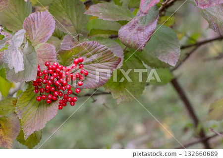 Garb的紅色水果 Garb的紅色水果 132660689