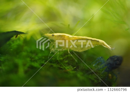 yellow fire shrimp adds bright color to freshwater aquariums 132660796