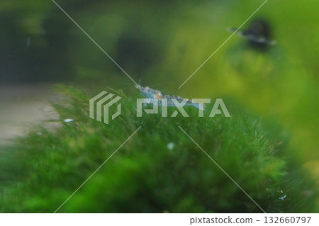 blue freshwater shrimp bring vibrant color to peaceful tanks blue freshwater shrimp bring vibrant color to peaceful tanks 132660797