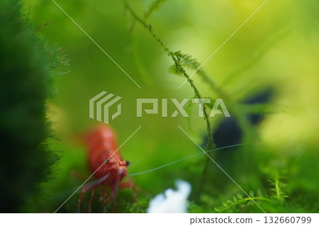 fire red shrimp add vibrant color to planted aquariums 132660799