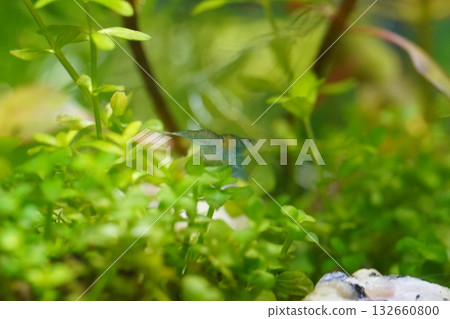 blue freshwater shrimp bring vibrant color to peaceful tanks 132660800