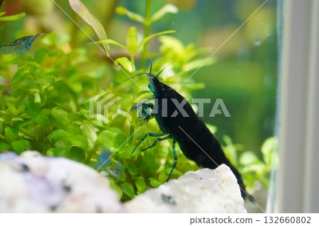 blue diamond shrimp bring deep color to peaceful aquariums blue diamond shrimp bring deep color to peaceful aquariums 132660802