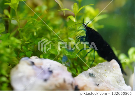 blue diamond shrimp bring deep color to peaceful aquariums 132660805