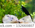 blue diamond shrimp bring deep color to peaceful aquariums 132660807