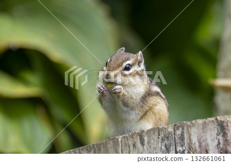 花栗鼠吃米飯 132661061