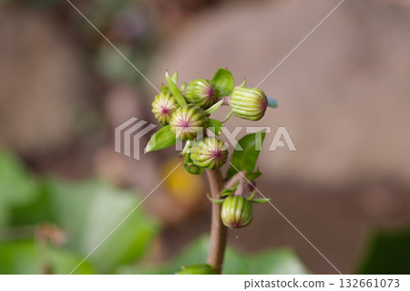 芽的芽 芽的芽 132661073