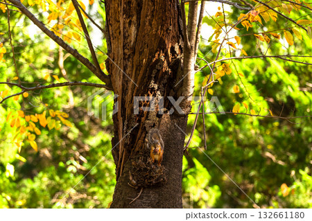 A grateful Hokkaido squirrel 132661180