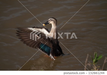 信濃川安城堤岸上的輕毛 132661244