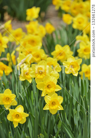 Narcissus 132661278