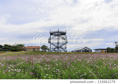 Cosmos at Soleil Hill 132661279