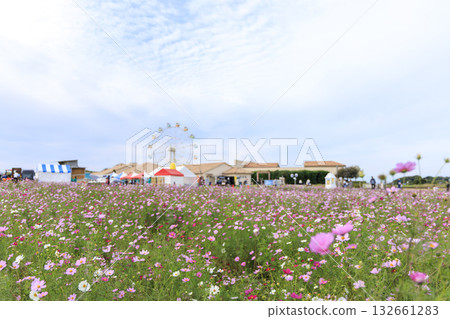 Cosmos at Soleil Hill 132661283